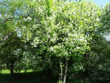 Дводрец царя Алексея Михайловича в Коломенском. 