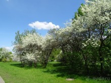 Дводрец царя Алексея Михайловича в Коломенском. 