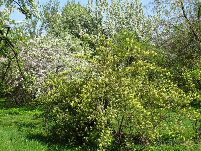 Дводрец царя Алексея Михайловича в Коломенском. Дводрец царя Алексея Михайловича в Коломенском.