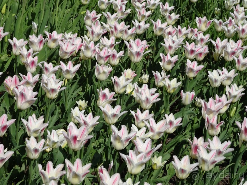 Дводрец царя Алексея Михайловича в Коломенском. Дводрец царя Алексея Михайловича в Коломенском.