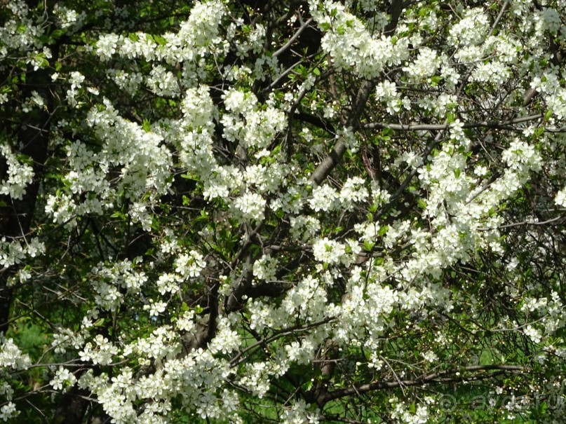 Дводрец царя Алексея Михайловича в Коломенском. Дводрец царя Алексея Михайловича в Коломенском.