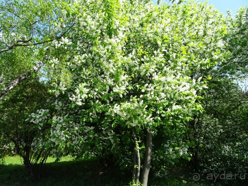 Дводрец царя Алексея Михайловича в Коломенском. Дводрец царя Алексея Михайловича в Коломенском.