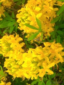 Весенний фестиваль цветов в Ботаническом саду МГУ. (Фотоотчет).