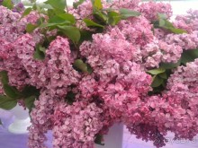 Весенний фестиваль цветов в Ботаническом саду МГУ. (Фотоотчет).