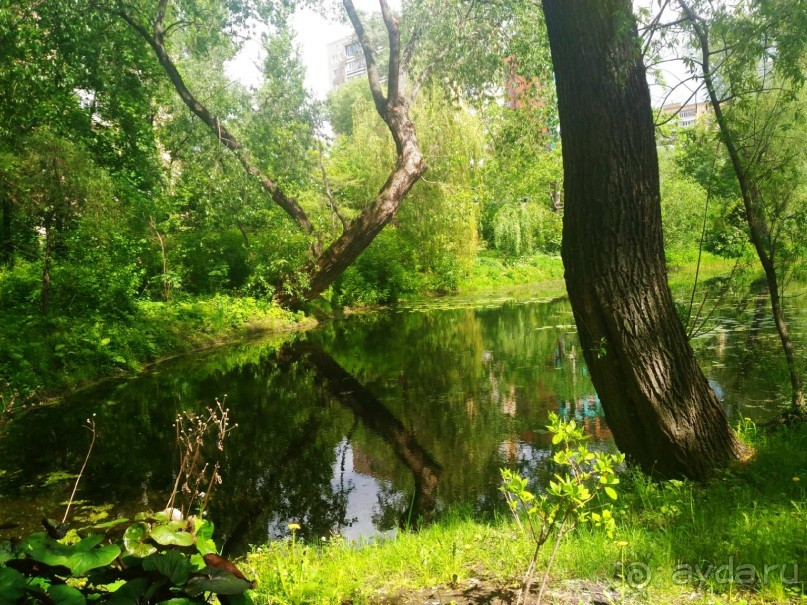 Весенний фестиваль цветов в Ботаническом саду МГУ. (Фотоотчет).