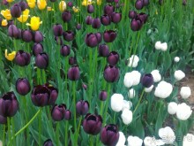 Весенний фестиваль цветов в Ботаническом саду МГУ. (Фотоотчет).