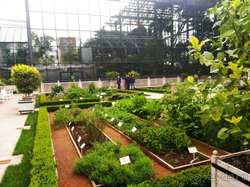 Весенний фестиваль цветов в Ботаническом саду МГУ. (Фотоотчет).