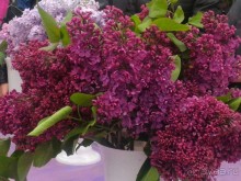 Весенний фестиваль цветов в Ботаническом саду МГУ. (Фотоотчет).