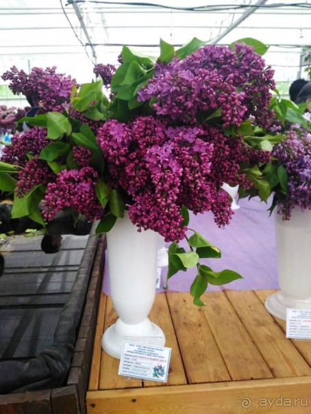 Весенний фестиваль цветов в Ботаническом саду МГУ. (Фотоотчет).