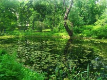 Весенний фестиваль цветов в Ботаническом саду МГУ. (Фотоотчет).