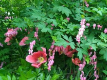 Весенний фестиваль цветов в Ботаническом саду МГУ. (Фотоотчет).