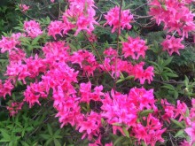 Весенний фестиваль цветов в Ботаническом саду МГУ. (Фотоотчет).