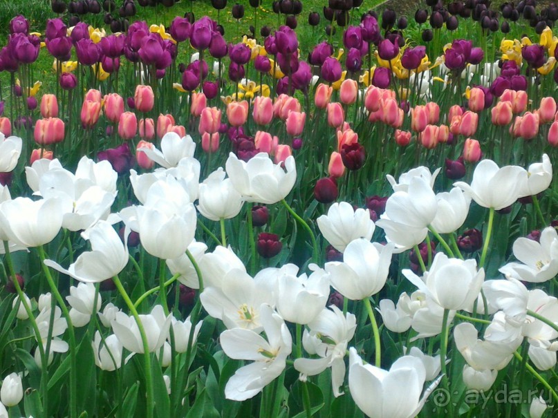 Весенний фестиваль цветов в Ботаническом саду МГУ. (Фотоотчет).