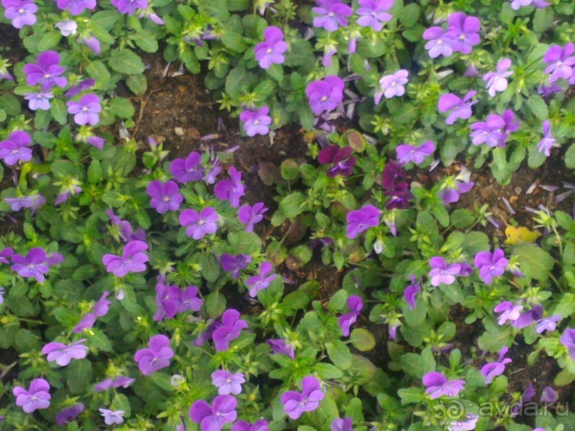 Весенний фестиваль цветов в Ботаническом саду МГУ. (Фотоотчет).