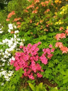 Весенний фестиваль цветов в Ботаническом саду МГУ. (Фотоотчет).