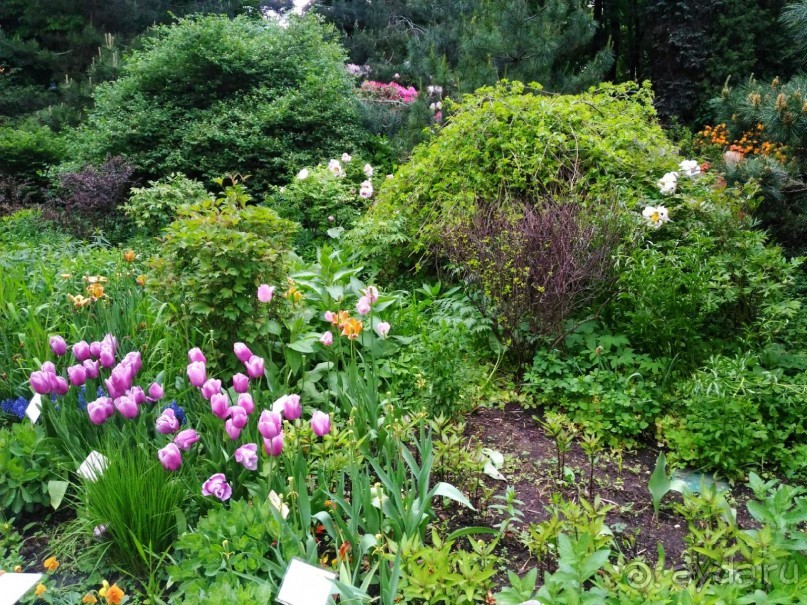 Весенний фестиваль цветов в Ботаническом саду МГУ. (Фотоотчет).
