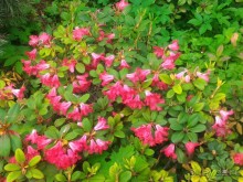 Весенний фестиваль цветов в Ботаническом саду МГУ. (Фотоотчет).