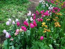 Весенний фестиваль цветов в Ботаническом саду МГУ. (Фотоотчет).