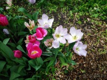 Весенний фестиваль цветов в Ботаническом саду МГУ. (Фотоотчет).