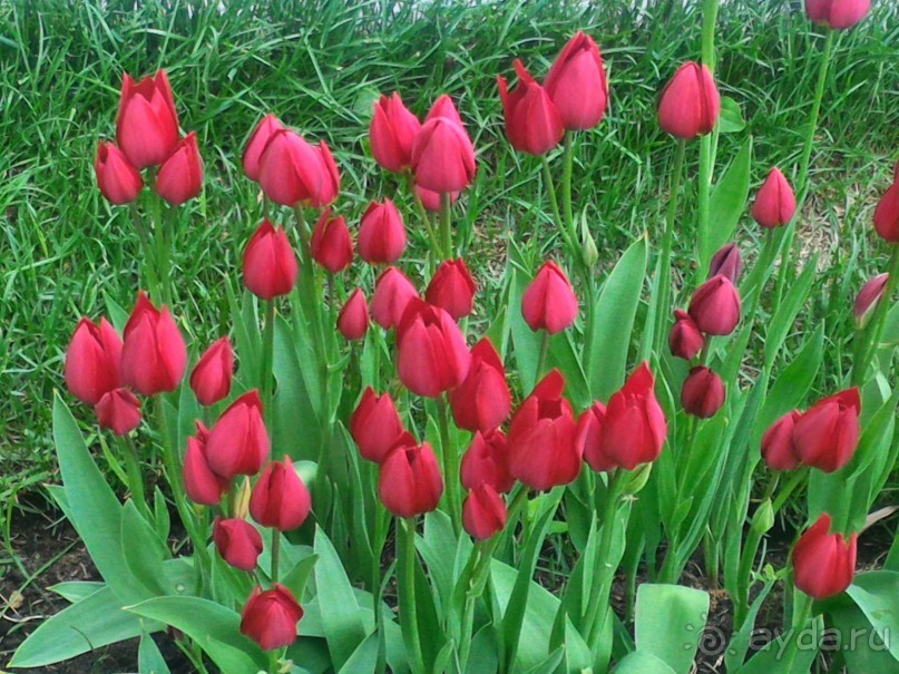 Весенний фестиваль цветов в Ботаническом саду МГУ. (Фотоотчет).