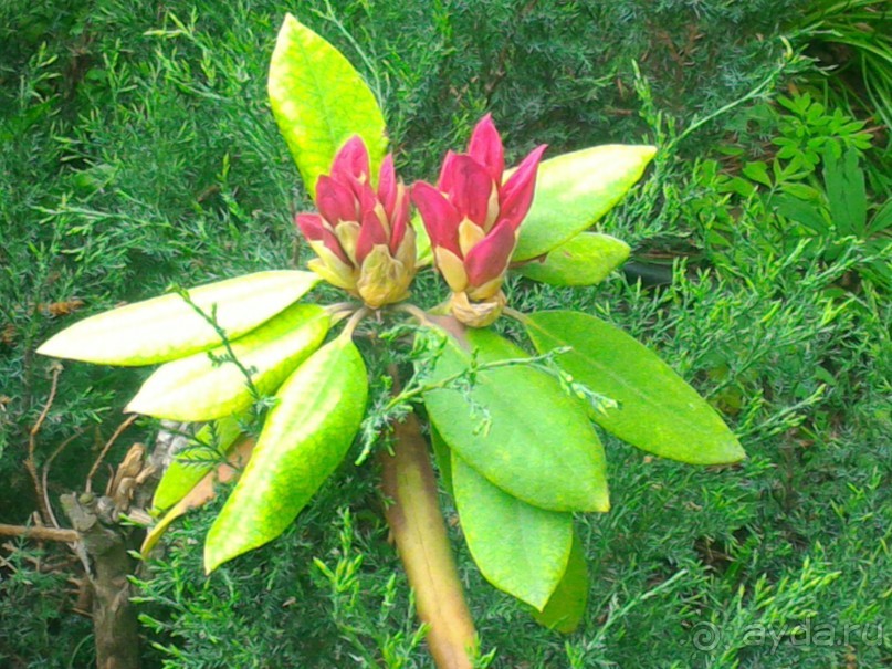 Весенний фестиваль цветов в Ботаническом саду МГУ. (Фотоотчет).