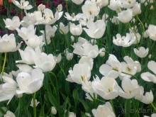 Весенний фестиваль цветов в Ботаническом саду МГУ. (Фотоотчет).