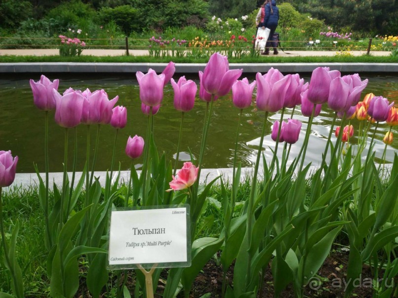 Весенний фестиваль цветов в Ботаническом саду МГУ. (Фотоотчет).