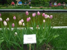 Весенний фестиваль цветов в Ботаническом саду МГУ. (Фотоотчет).