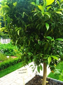 Весенний фестиваль цветов в Ботаническом саду МГУ. (Фотоотчет).