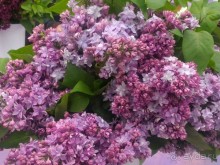 Весенний фестиваль цветов в Ботаническом саду МГУ. (Фотоотчет).