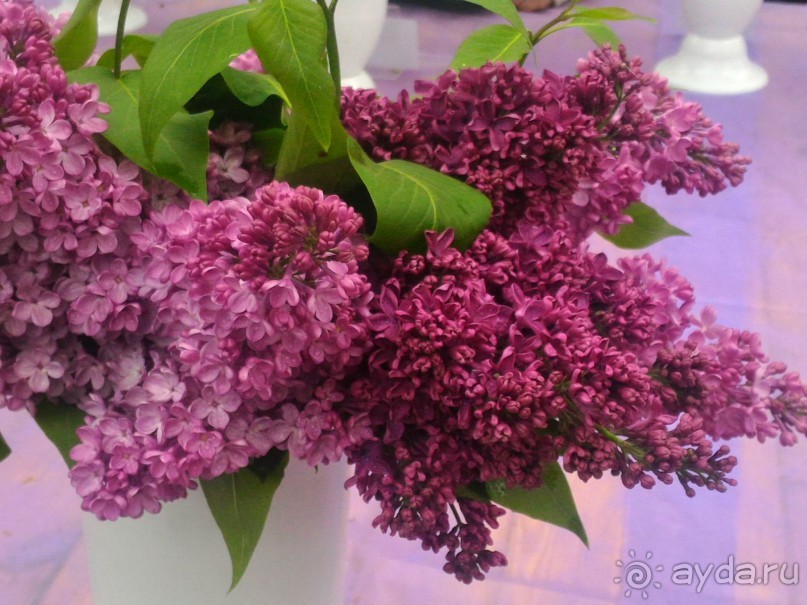 Весенний фестиваль цветов в Ботаническом саду МГУ. (Фотоотчет).