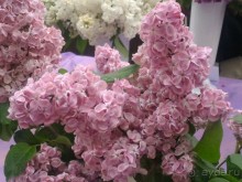 Весенний фестиваль цветов в Ботаническом саду МГУ. (Фотоотчет).