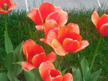 Весенний фестиваль цветов в Ботаническом саду МГУ. (Фотоотчет).