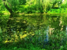 Весенний фестиваль цветов в Ботаническом саду МГУ. (Фотоотчет).