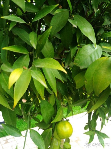 Весенний фестиваль цветов в Ботаническом саду МГУ. (Фотоотчет).