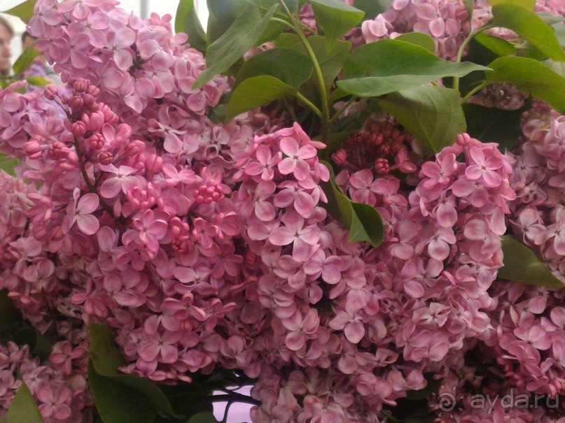 Весенний фестиваль цветов в Ботаническом саду МГУ. (Фотоотчет).