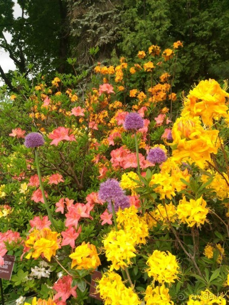 Весенний фестиваль цветов в Ботаническом саду МГУ. (Фотоотчет).