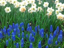 Весенний фестиваль цветов в Ботаническом саду МГУ. (Фотоотчет).