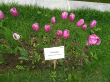 Весенний фестиваль цветов в Ботаническом саду МГУ. (Фотоотчет).