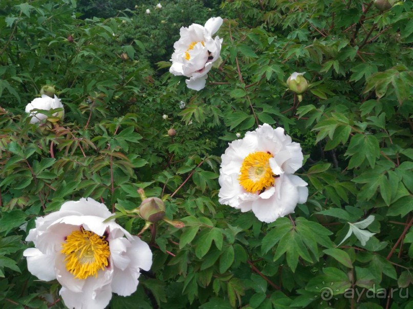 Весенний фестиваль цветов в Ботаническом саду МГУ. (Фотоотчет).