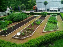 Весенний фестиваль цветов в Ботаническом саду МГУ. (Фотоотчет).