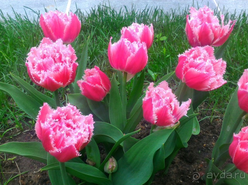 Весенний фестиваль цветов в Ботаническом саду МГУ. (Фотоотчет).