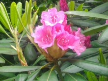 Весенний фестиваль цветов в Ботаническом саду МГУ. (Фотоотчет).