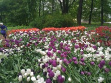 Весенний фестиваль цветов в Ботаническом саду МГУ. (Фотоотчет).