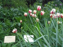 Весенний фестиваль цветов в Ботаническом саду МГУ. (Фотоотчет).