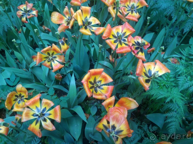 Весенний фестиваль цветов в Ботаническом саду МГУ. (Фотоотчет).