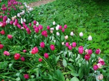 Весенний фестиваль цветов в Ботаническом саду МГУ. (Фотоотчет).