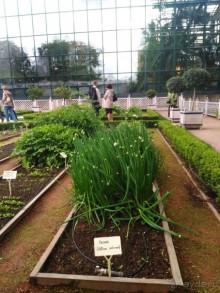 Весенний фестиваль цветов в Ботаническом саду МГУ. (Фотоотчет).