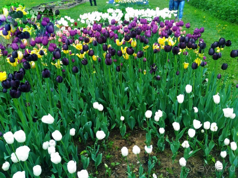 Весенний фестиваль цветов в Ботаническом саду МГУ. (Фотоотчет).