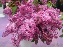 Весенний фестиваль цветов в Ботаническом саду МГУ. (Фотоотчет).